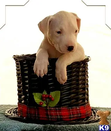 a dogo argentino dog sitting in a basket