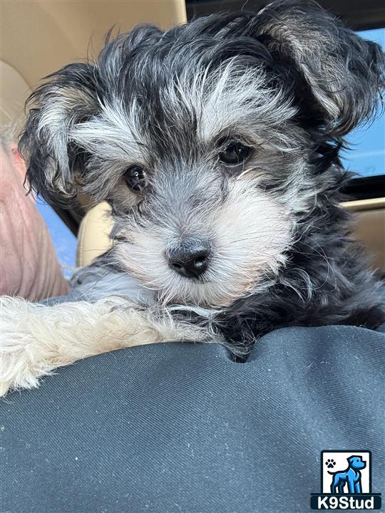 a yorkshire terrier dog lying on a persons lap