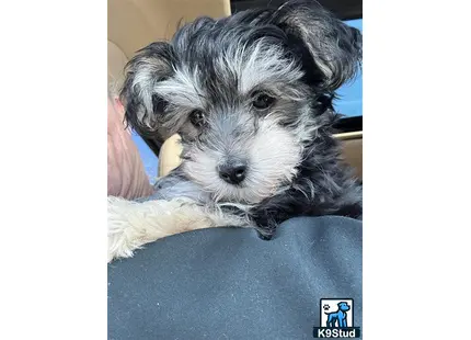 a yorkshire terrier dog lying on a persons lap