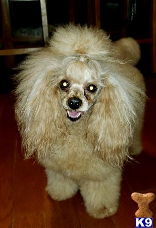 a poodle dog with a fluffy wig