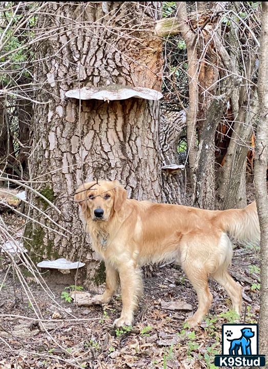 a golden retriever dog standing outside