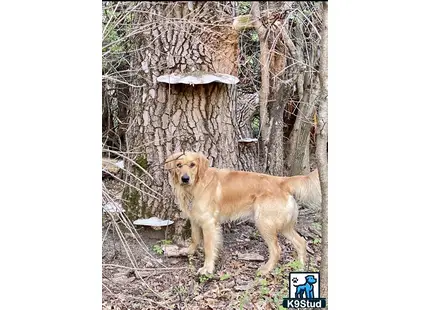 a golden retriever dog standing outside