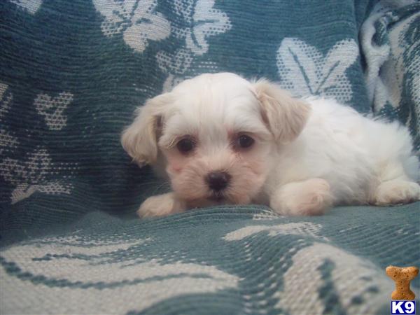 teddy bear shih tzu bichon puppies for sale