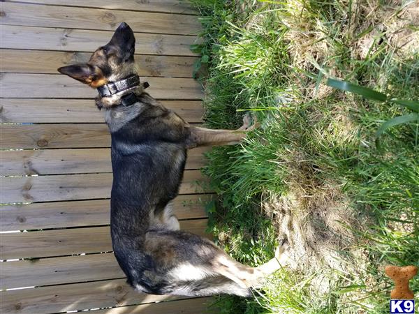 a german shepherd dog standing on its hind legs