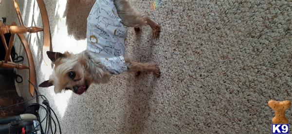a yorkshire terrier dog wearing a shirt