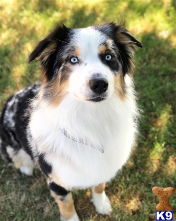 a australian shepherd dog standing outside