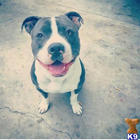 a american pit bull dog sitting on the ground