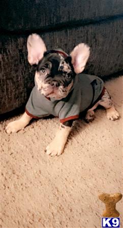 a french bulldog dog wearing a vest
