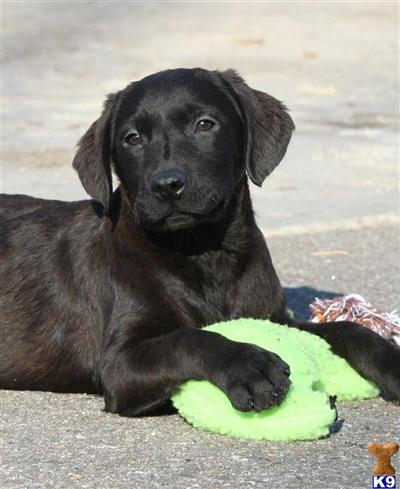 Labrador Retriever Puppy for Sale: Pretty, Precocious, and Sweet 14 ...