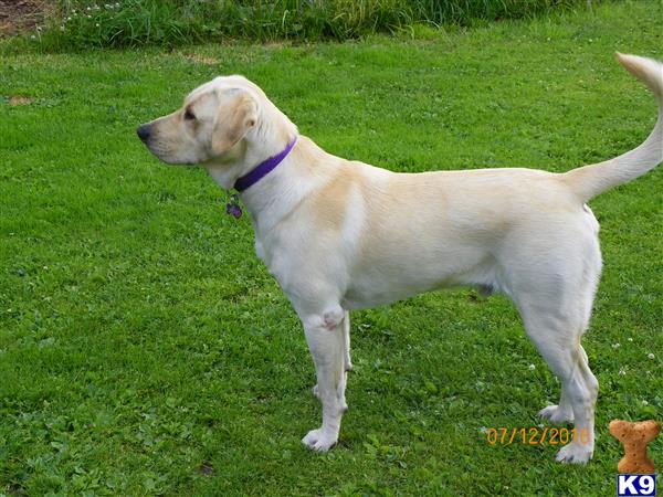 a labrador retriever dog standing in a grassy area