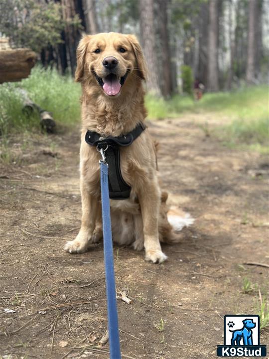 a golden retriever dog sitting on a dirt path with a leash