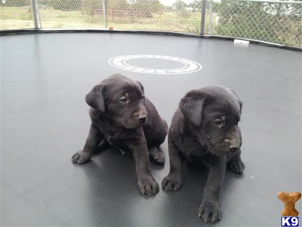 a group of labrador retriever puppies