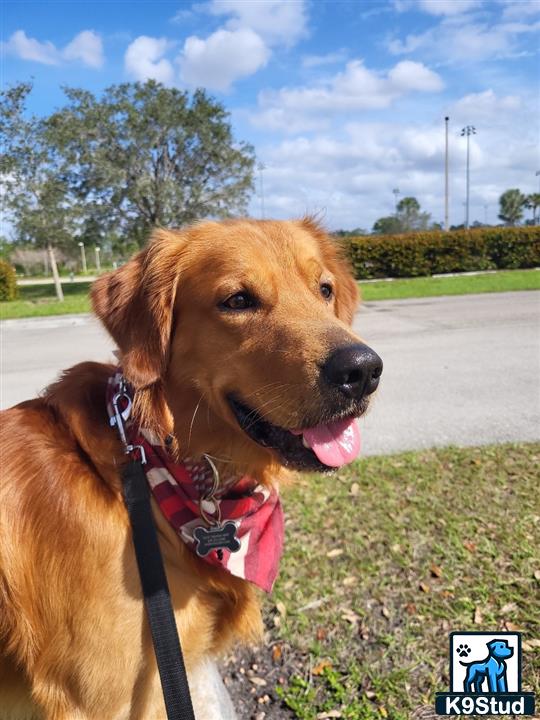 a golden retriever dog with a leash