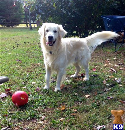 a golden retriever dog standing in a grassy area