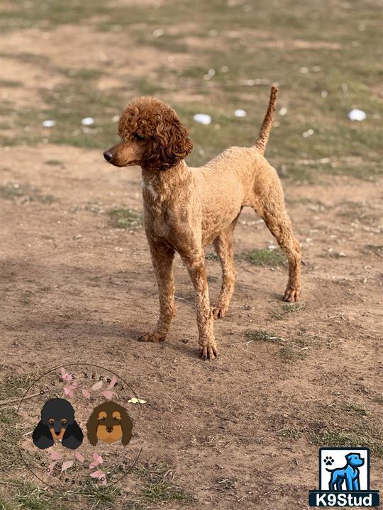 a poodle dog standing on dirt