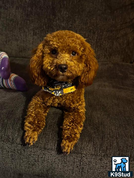 a poodle dog wearing a scarf