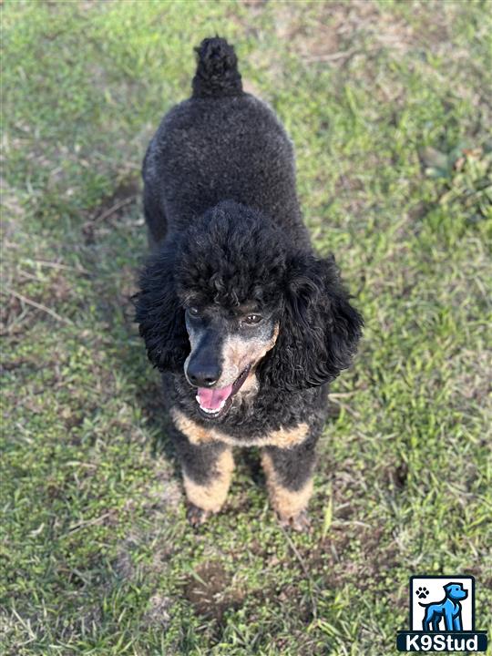 a black poodle dog standing on grass