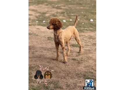 a poodle dog standing on dirt