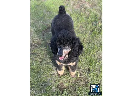 a black poodle dog standing on grass