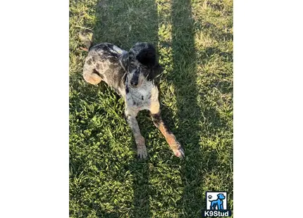 a poodle dog lying in the grass