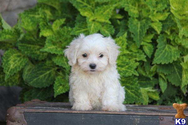 Mixed Breed Puppy for Sale: Jenny / Maltipoo 9 Years old