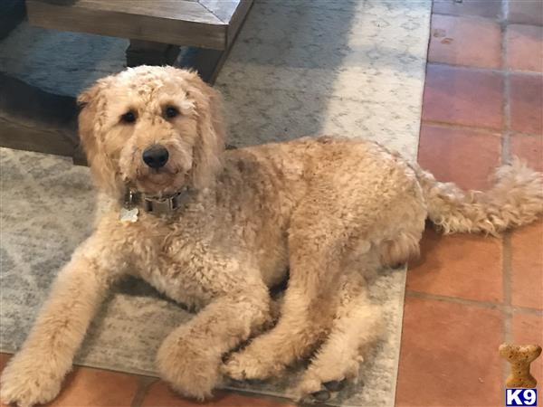 a goldendoodles dog lying on a rug
