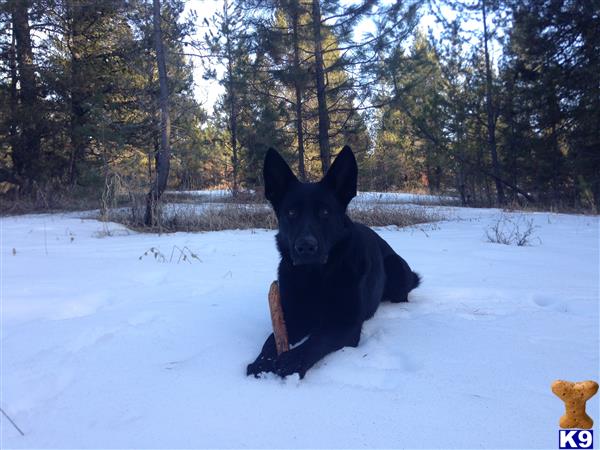 a black german shepherd dog sitting in the snow