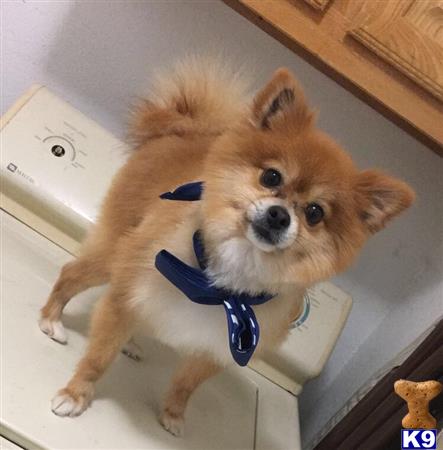 a pomeranian dog with a blue bow tie