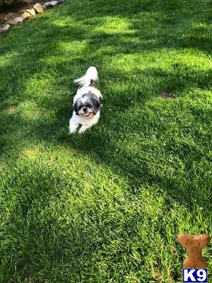 a shih tzu dog running in a grassy area