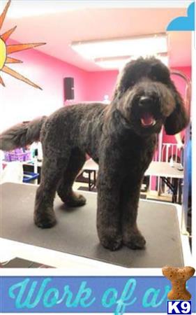 a australian labradoodles dog standing on a stage