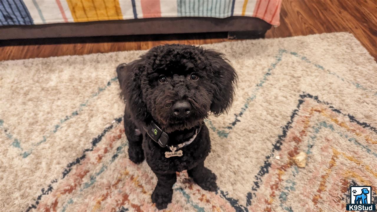 a black bernedoodle dog on a rug