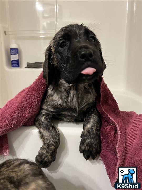 a mastiff dog in a bathtub