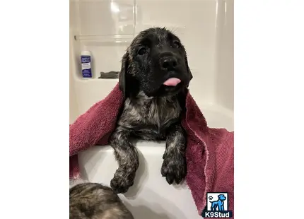 a mastiff dog in a bathtub