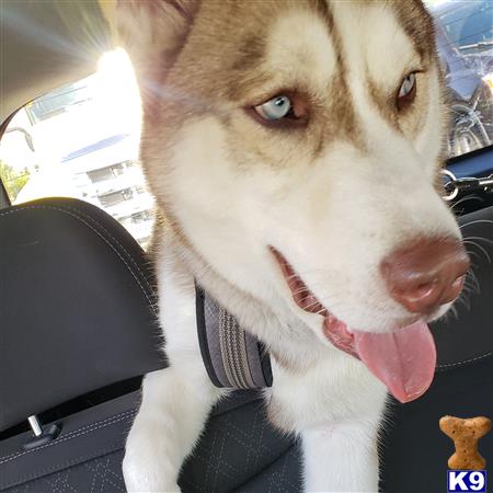 a siberian husky dog with its tongue out