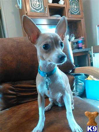 a chihuahua dog sitting on a couch