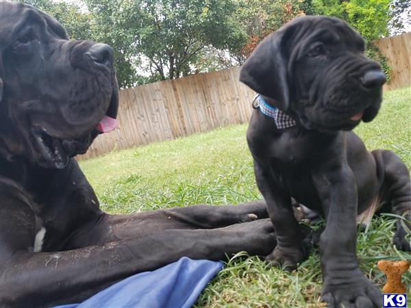a couple of great dane dogs