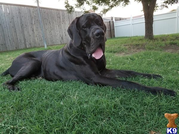 a black great dane dog lying in the grass