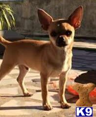 a chihuahua dog standing on a concrete surface