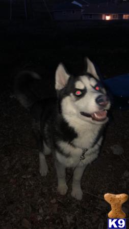 a siberian husky dog with its mouth open