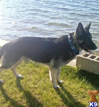 a german shepherd dog standing on grass by a body of water