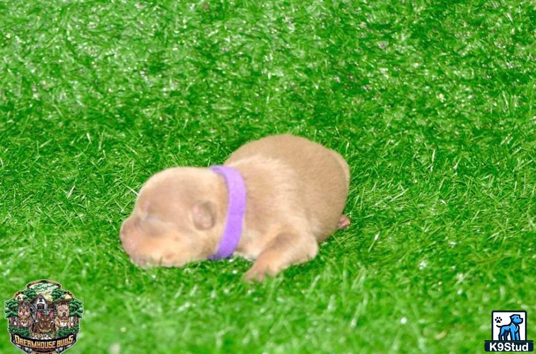 a piglet on grass