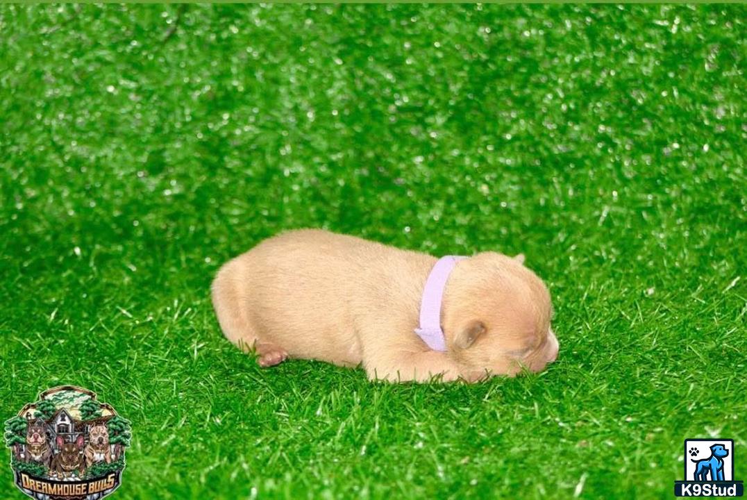 a american bully dog lying in the grass