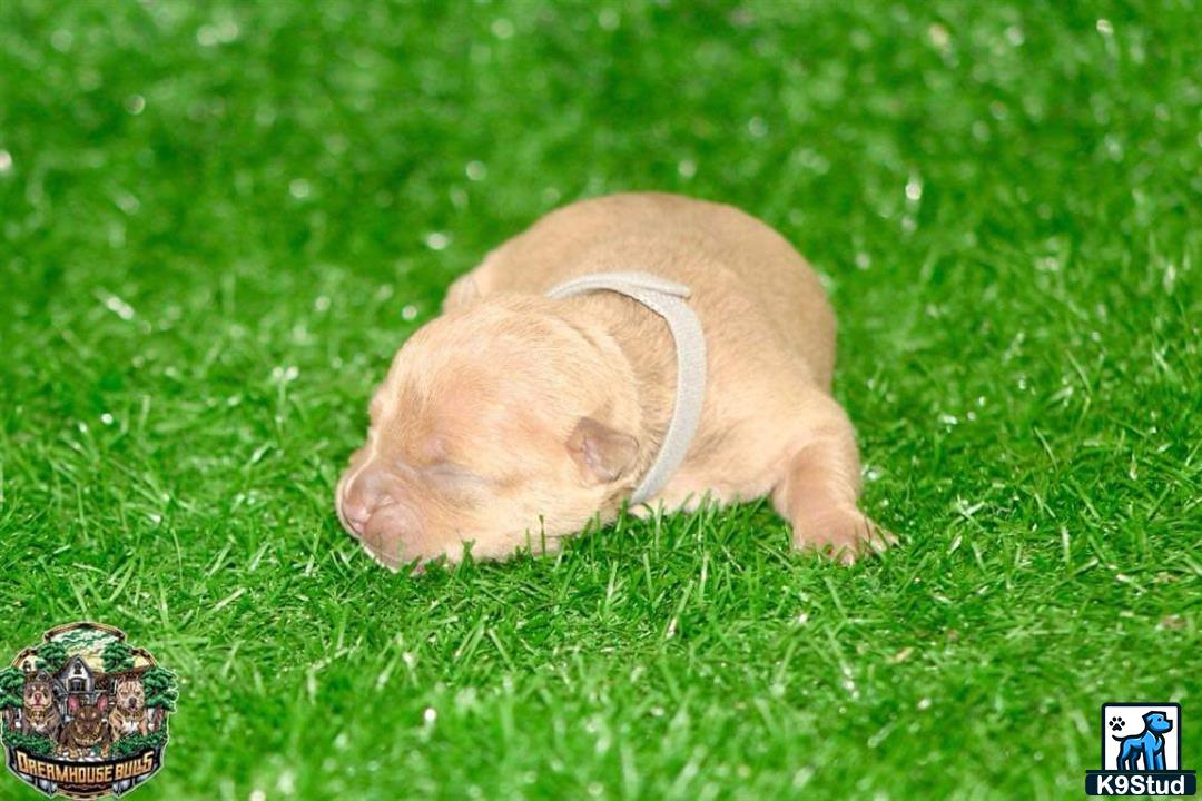 a small brown american bully dog lying in the grass with a gold ring around its neck