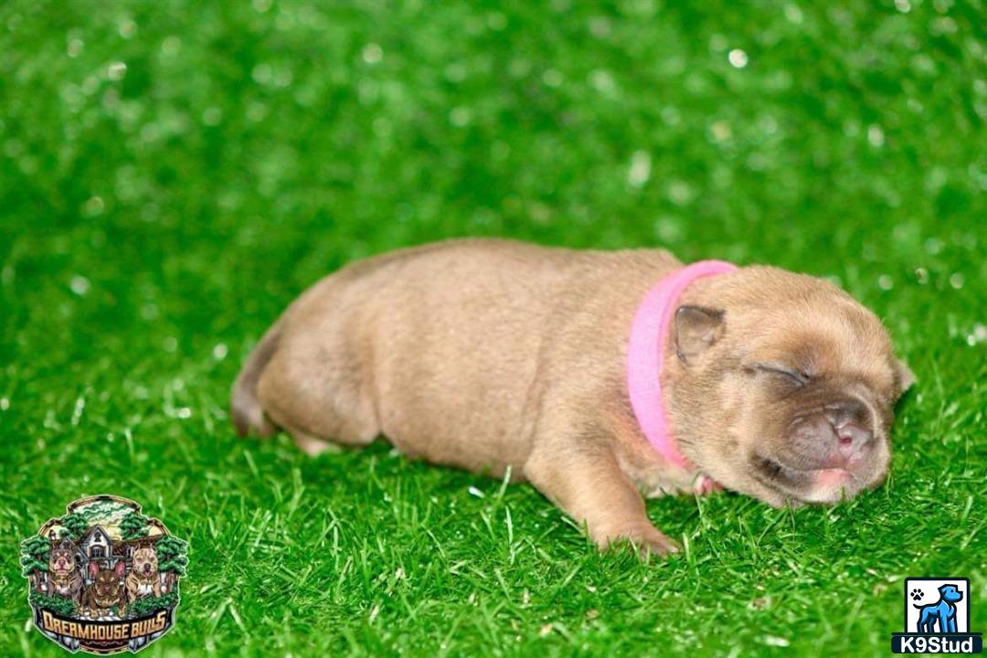 a pig lying in grass