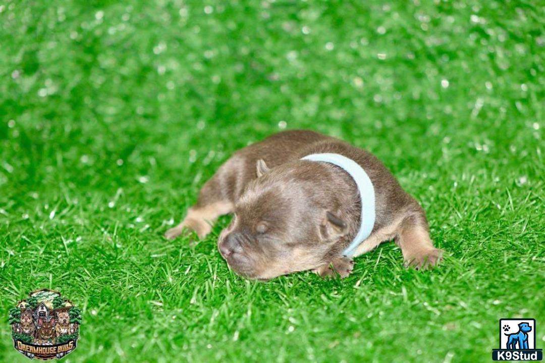 a rodent lying in grass