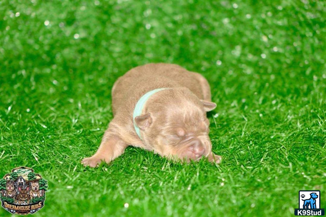 a american bully dog lying in the grass