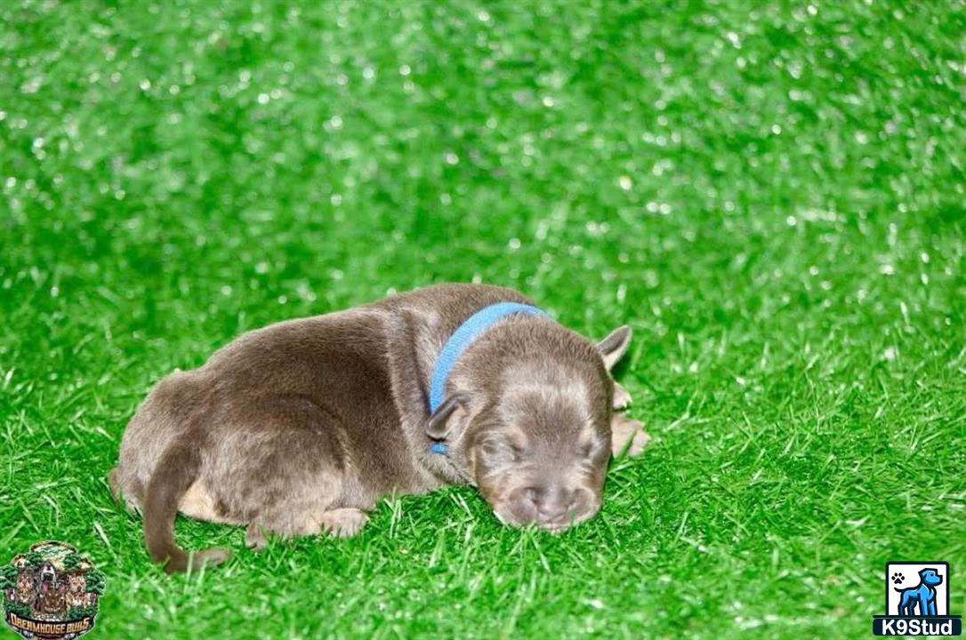 a pig lying in the grass