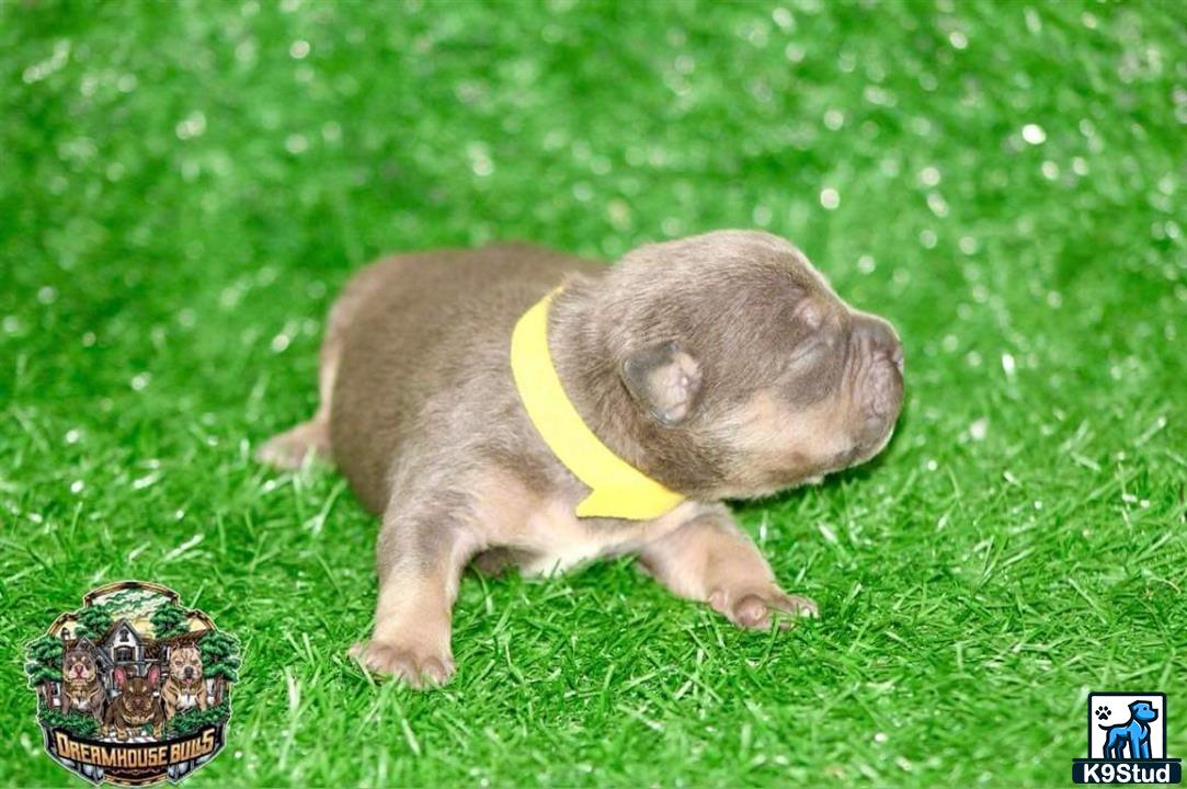 a small pig wearing a yellow collar