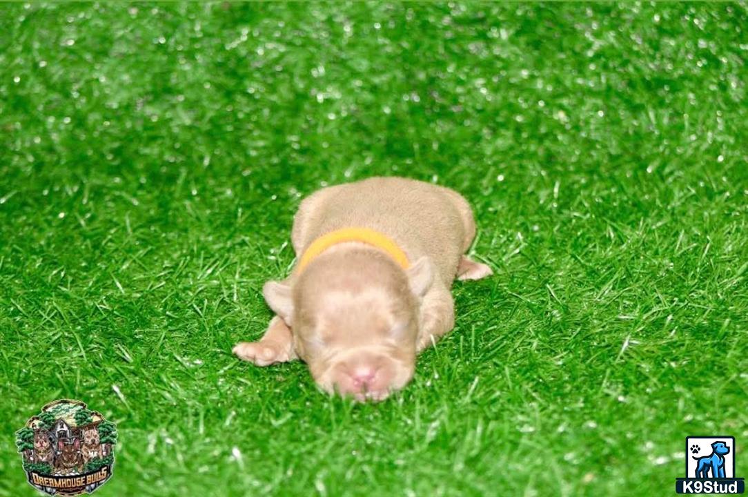 a pig wearing a yellow frisbee