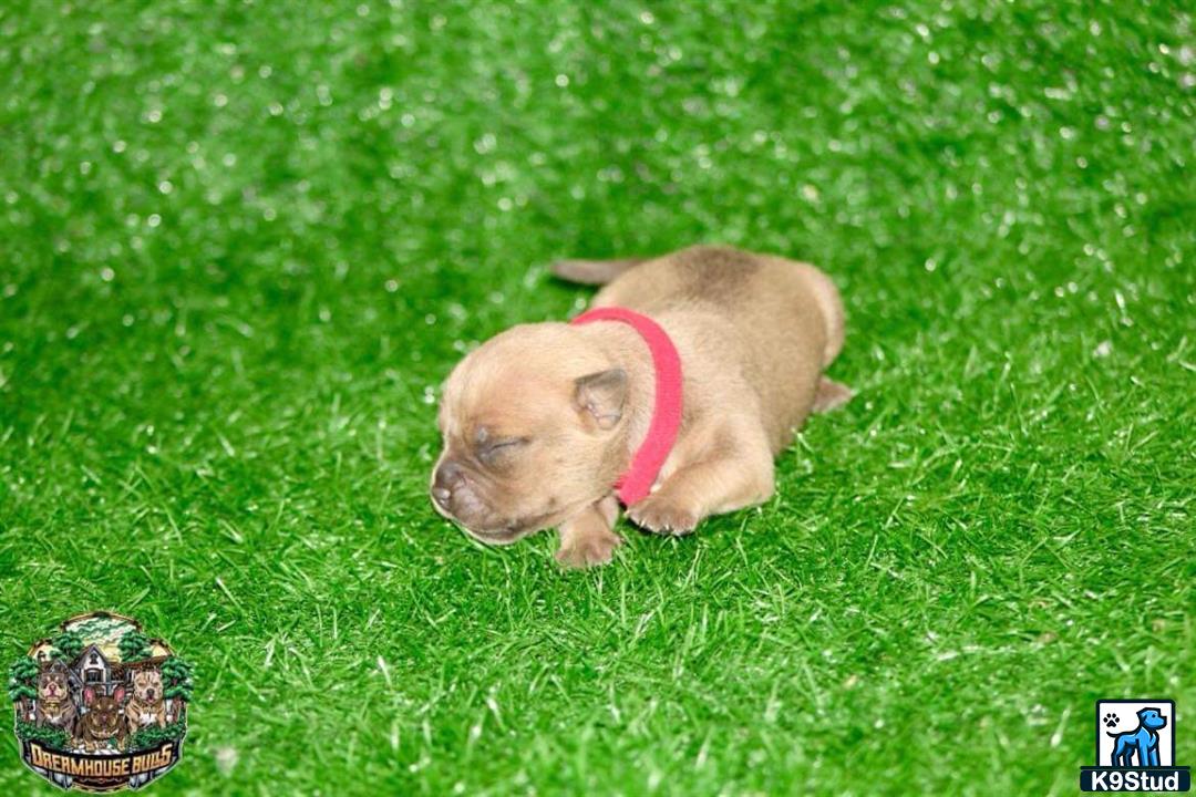 a pig lying in grass